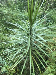 Dracaena reflexa angustifolia