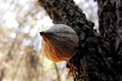 Allocasuarina luehmannii