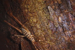 Pachyrhamma acanthocerum