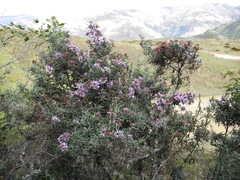 Diplostephium goodspeedii