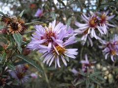 Diplostephium goodspeedii