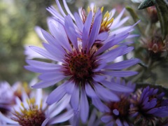 Diplostephium goodspeedii