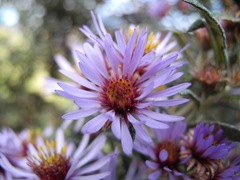 Diplostephium goodspeedii