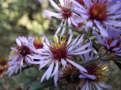 Diplostephium goodspeedii