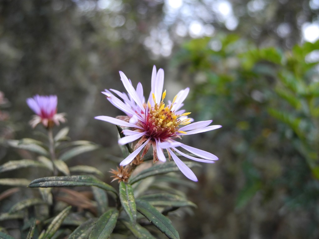 Diplostephium goodspeedii