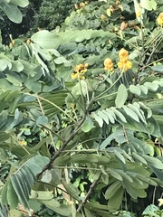 Senna reticulata