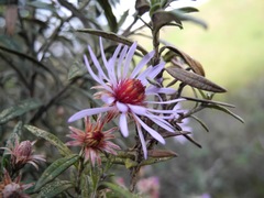 Diplostephium goodspeedii