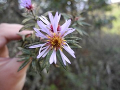 Diplostephium goodspeedii