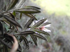 Diplostephium goodspeedii