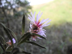 Diplostephium goodspeedii