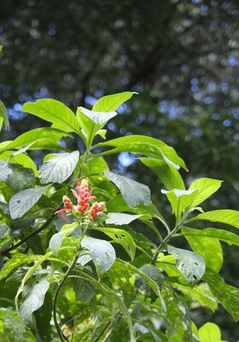Aphelandra sinclairiana
