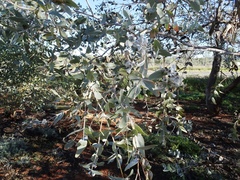 Eucalyptus gamophylla
