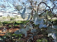 Eucalyptus gamophylla