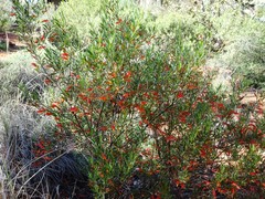 Eremophila decipiens