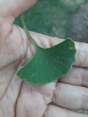 Ginkgo biloba