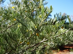 Senna artemisioides artemisioides