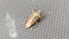 Eocanthecona formosa