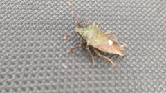 Eocanthecona formosa