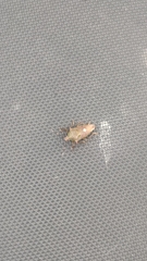 Eocanthecona formosa