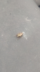 Eocanthecona formosa