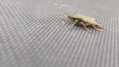 Eocanthecona formosa