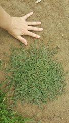 Euphorbia drummondii