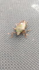 Eocanthecona formosa