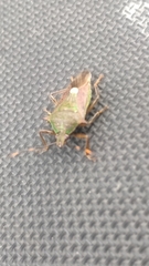 Eocanthecona formosa