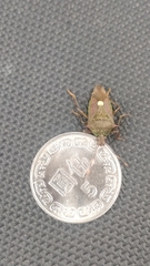 Eocanthecona formosa