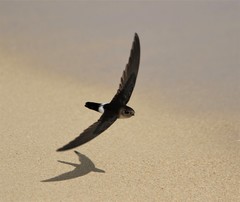 Antillean Palm-Swift photo 1