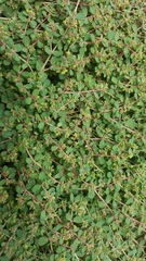 Euphorbia drummondii