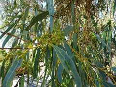 Eucalyptus camaldulensis arida