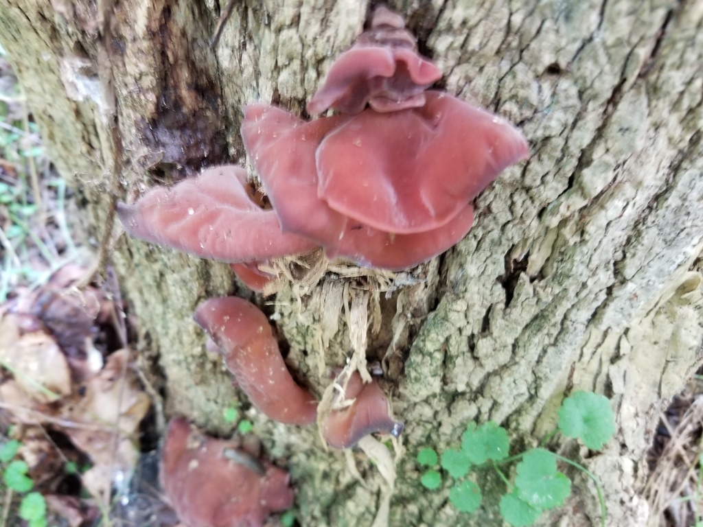 Wood ear fungi from Washington County, MD, USA on September 04, 2021 at