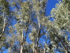 Eucalyptus camaldulensis arida