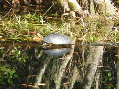 Pseudemys floridana