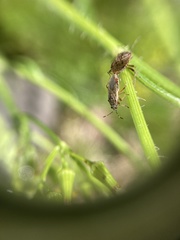 Rhypodes