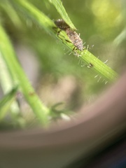 Rhypodes