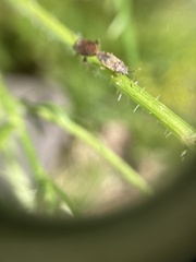 Rhypodes