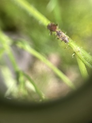 Rhypodes