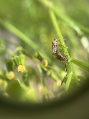 Rhypodes