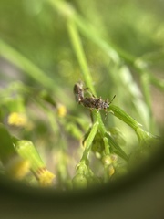 Rhypodes