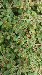 Euphorbia drummondii