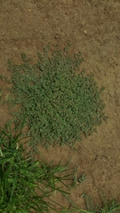 Euphorbia drummondii