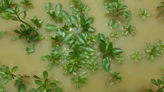 Ludwigia peploides montevidensis