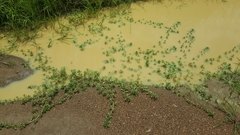 Ludwigia peploides montevidensis