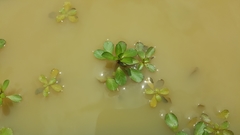 Ludwigia peploides montevidensis