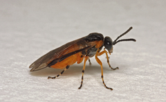 Athalia cordata
