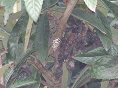 Drymaeus poecilus