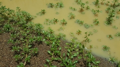 Ludwigia peploides montevidensis