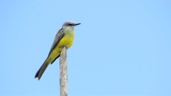 Tyrannus melancholicus